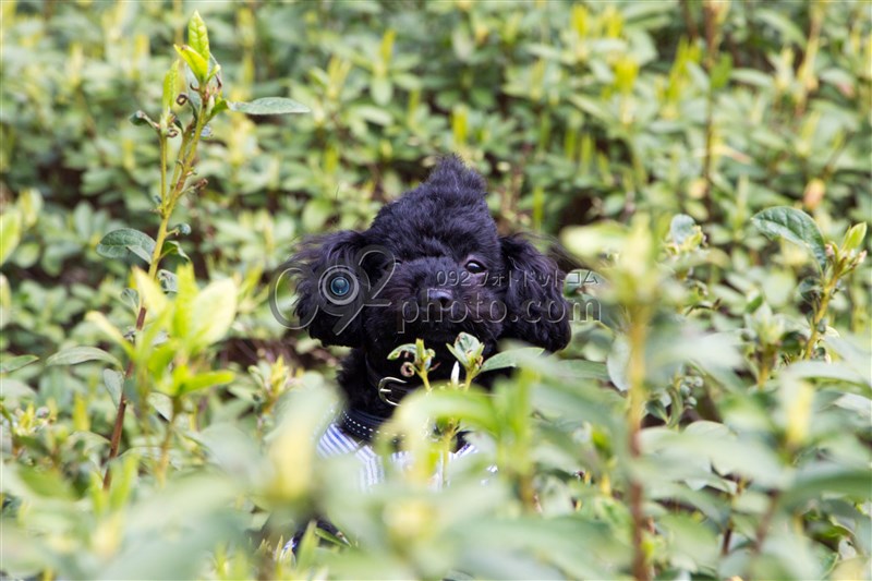 image10706
